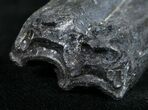 Pleistocene Aged Fossil Horse Tooth - Florida #10285-1